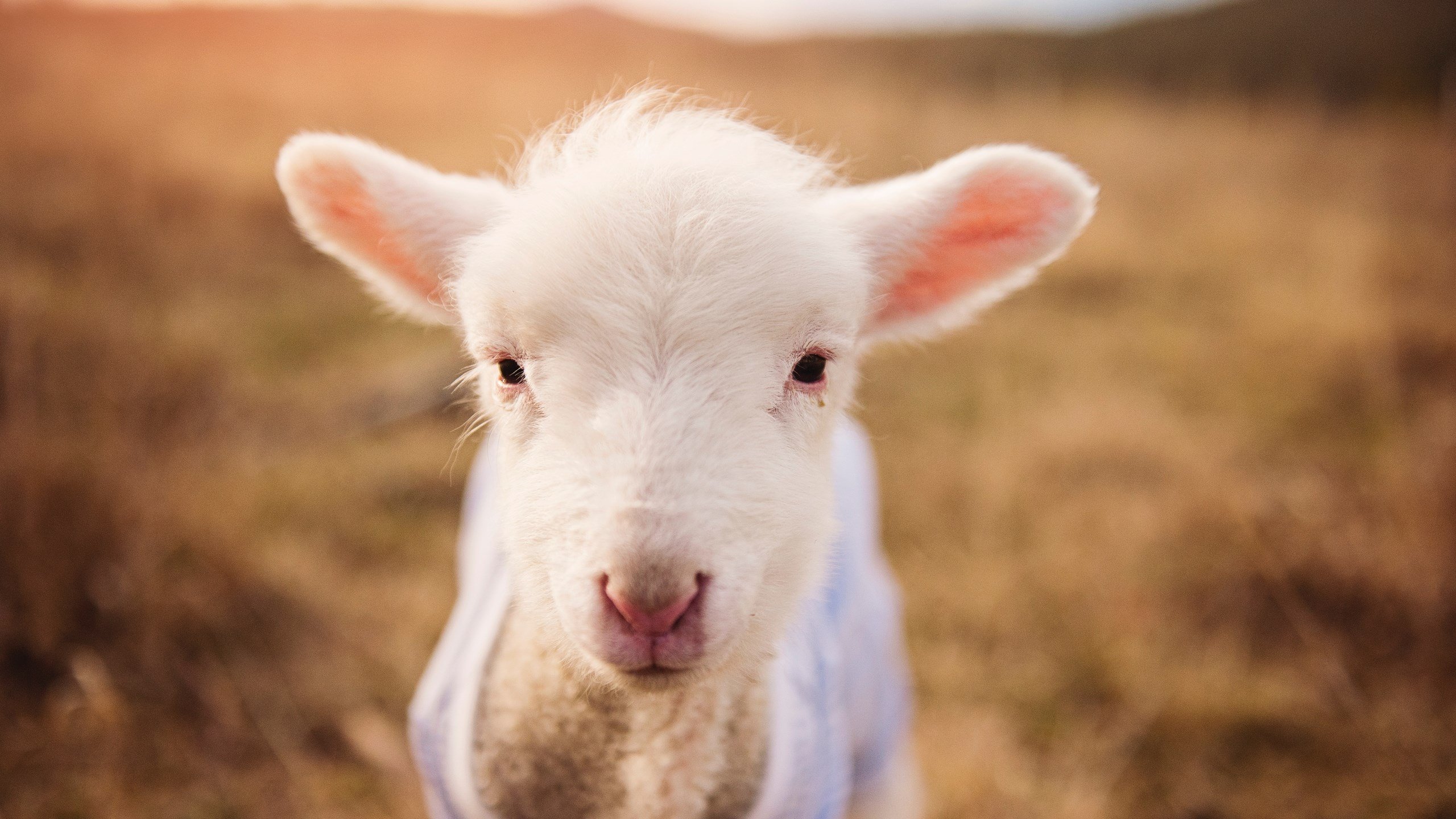 九游（jiuyou.com）游戏-是否应为球队文化传承设立专项资金，球队文化包括什么