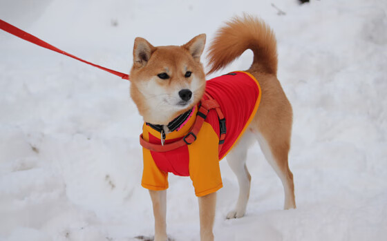 九游网页版入口-欧冠预热：夺冠热门球队全解析，欧冠热度