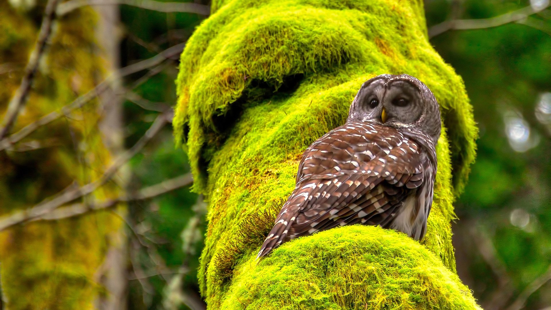 “沙滩排球:高新体育中心成为全球排球爱好者的竞技圣地”