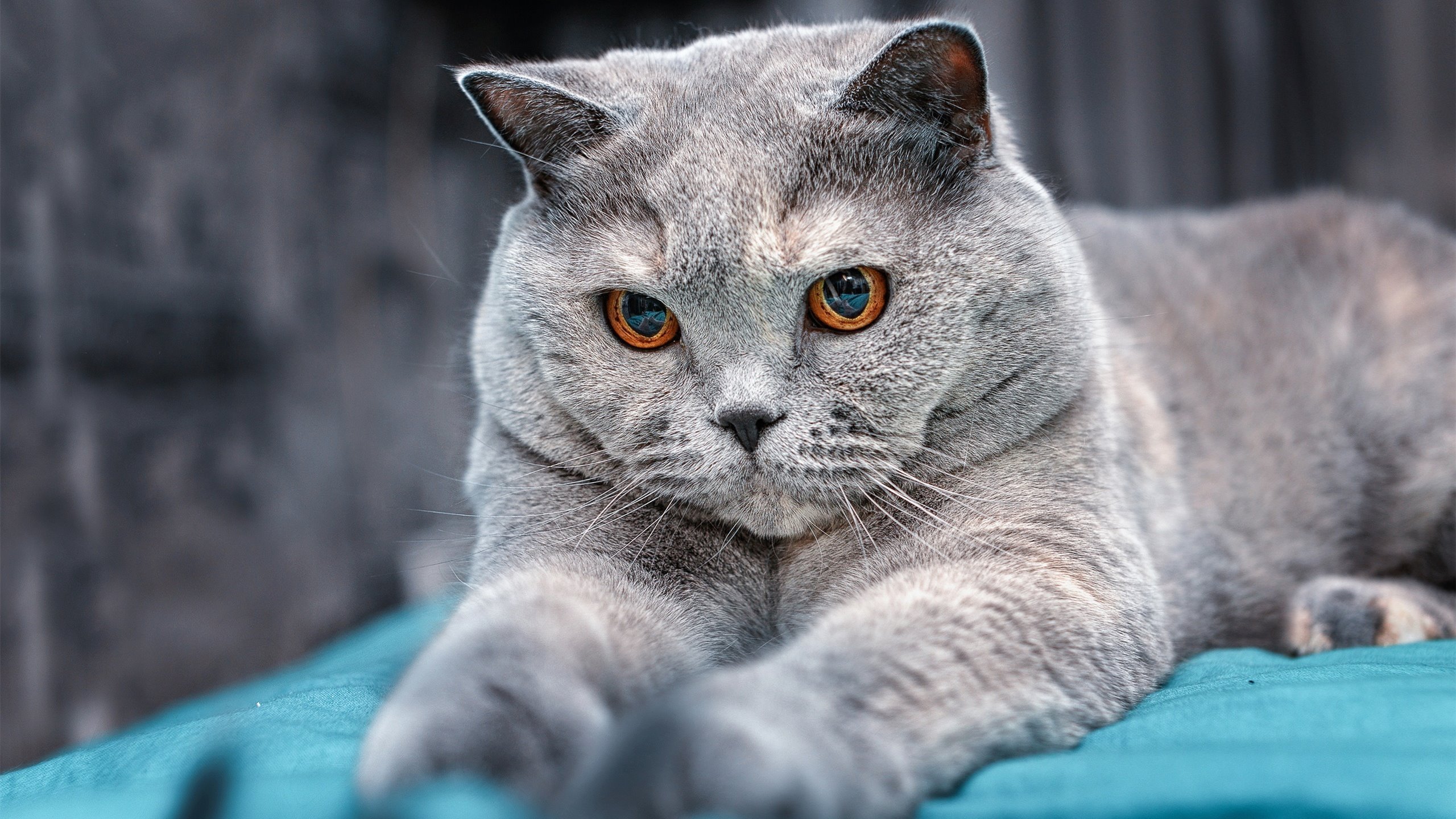 九游sports-五大联赛中场组织人数是否减少至两人为趋势，五大联赛比赛场次