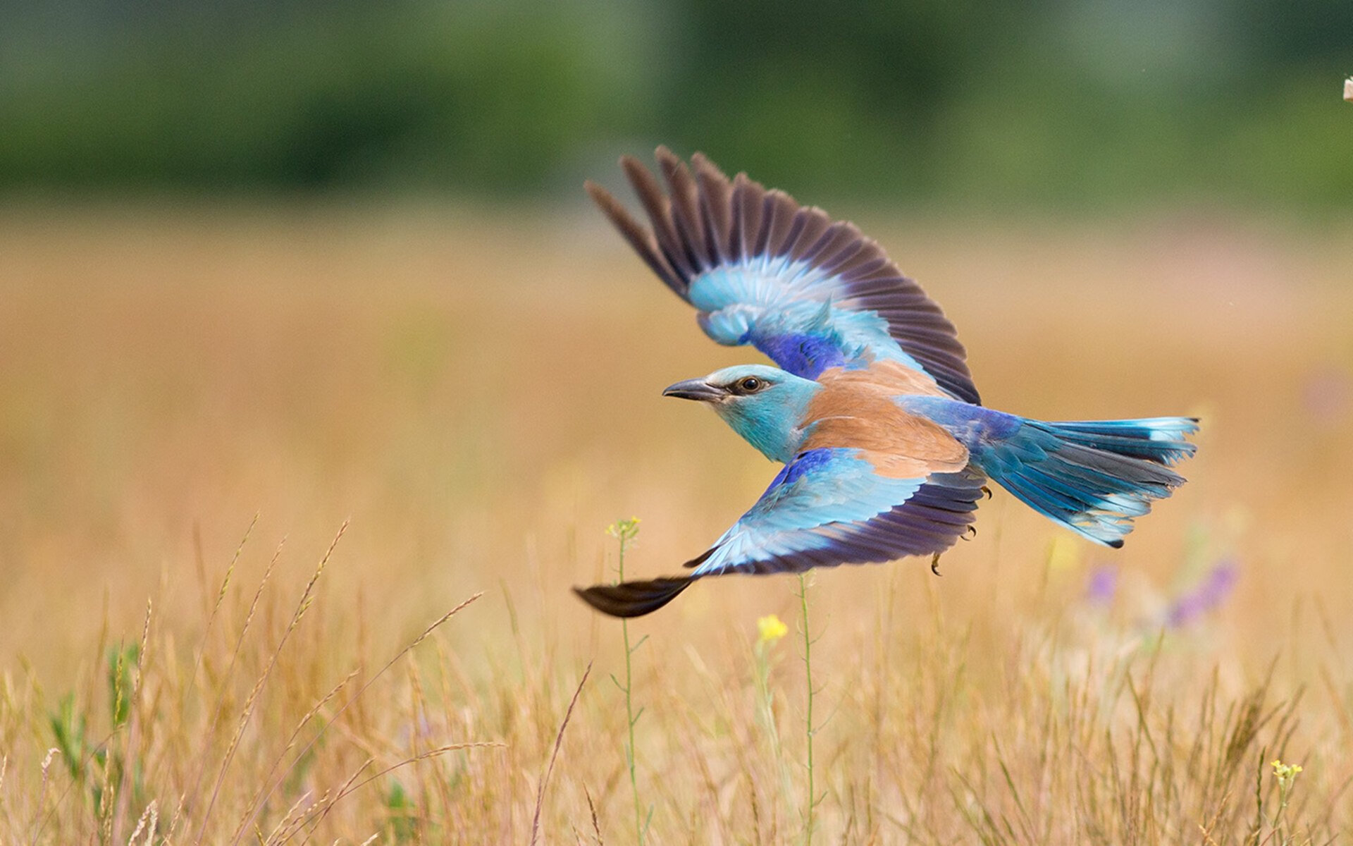 九游娱乐(jiuyou)官方网站-体育新闻中心协同地方媒体开发体育文化专题报道，体育新闻通讯