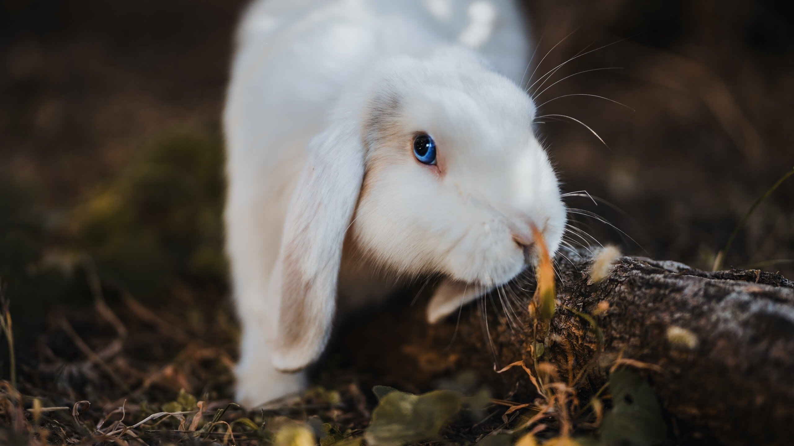 俱乐部青训体系缺乏长远规划,俱乐部青训条件