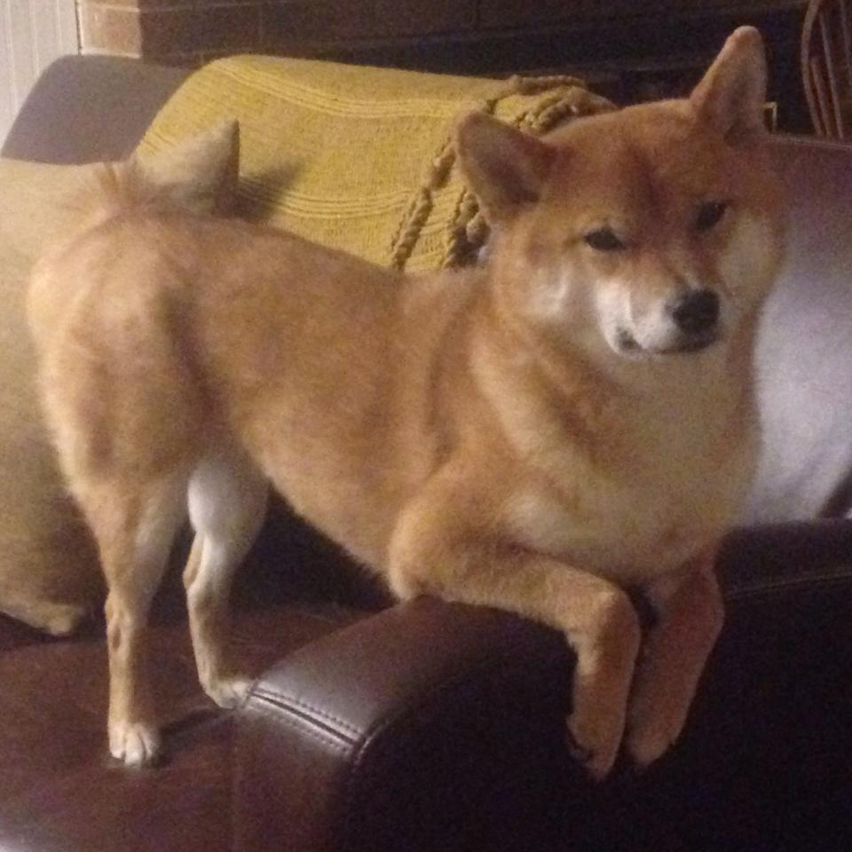 出发反应最快选手冲刺力强,反应最快的职业选手