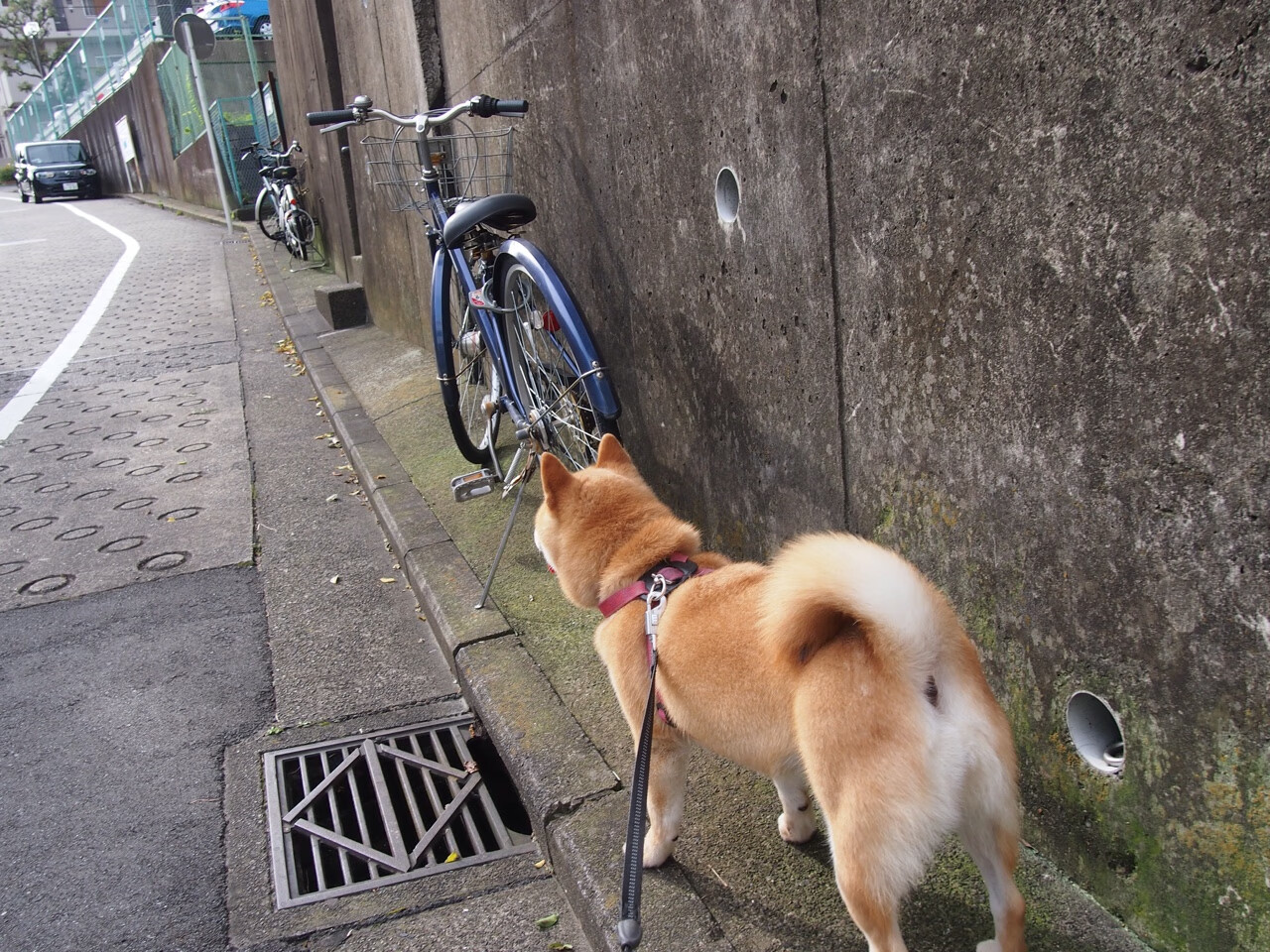 姚明时代终结之后中国篮球寻找新方向,姚明中国篮球地位