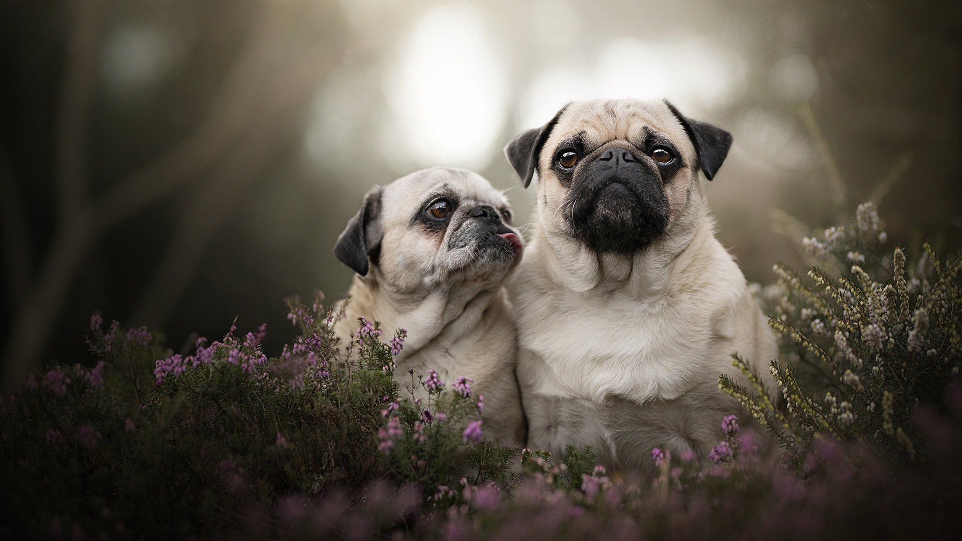 施瓦茨800米自由泳全程稳扎稳打