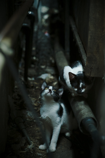 阿根廷年轻球员逐步成长,未来值得期待